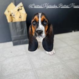 Basset Hound Puppies from Central Kentucky Basset Hounds