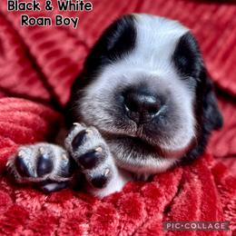 Number 4 - Black and white male English Springer Spaniel puppy in Natural Bridge, Virginia from Sara's English Springer Spaniels