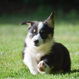 Faith - Black and tan female Pembroke Welsh Corgi puppy in Morgantown, Pennsylvania from GoldStar Corgis (License Number 18519)