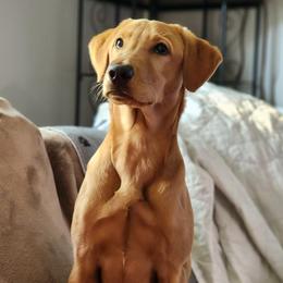 Foxy - Labrador Retriever