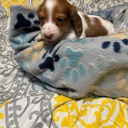 Dachshund puppies from Chapman Doxies