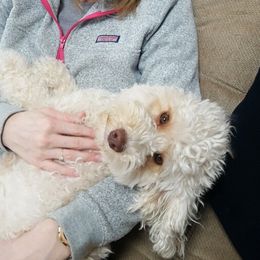 Jolie - Australian Labradoodle