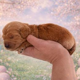 Blue Boy 1 - Red  male Goldendoodle puppy in Covington, Louisiana from MyKy Puppies