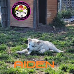 Siberian Husky Puppies from Phresh Pharm Husky Ranch