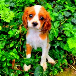 Brielle - Blenheim female Cavalier King Charles Spaniel puppy in Watsontown, Pennsylvania from Huntsman Cavaliers