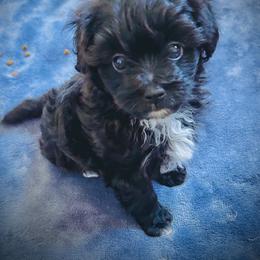 Bear - Black and white male Aussiedoodle puppy in Martin County, Florida from Biggie Ranch