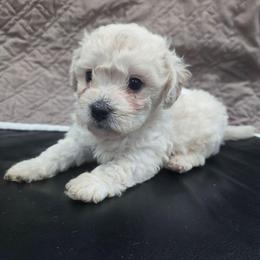 Ranger - White and buff male Bichon Frise puppy in Neosho, Missouri from Cooley's Cuddle Pups
