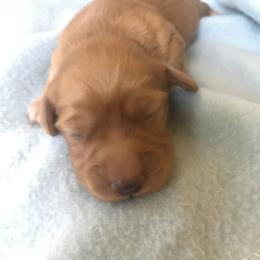 Caramel Sunday - Red Dachshund puppy in Great Bend, Pennsylvania from Dashing Doxies