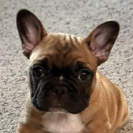 French Bulldogs from Maier Kennels
