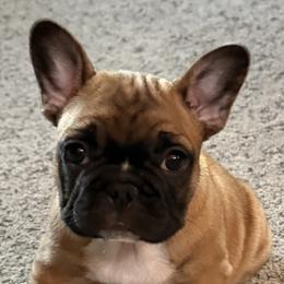 French Bulldogs from Maier Kennels