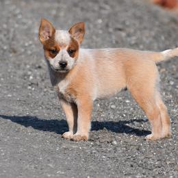 Cherry - Red speckled female Australian Cattle Dog puppy in Fairfield, California from Cobalt Kennels