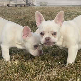 French Bulldog Puppies from QueenBFrenchies