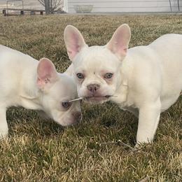 French Bulldog Puppies from QueenBFrenchies