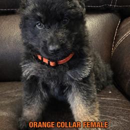 German Shepherd Puppies from Brooks High Quality Breeders