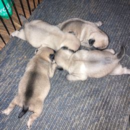 Lightest - Fawn male Pug puppy in Barry, Illinois from Tina’s Pugs