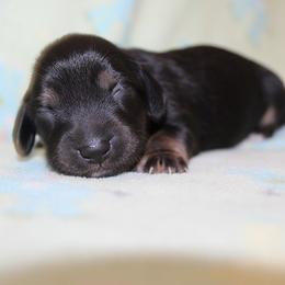 Girl 4 - Black and cream female Dachshund puppy in Craig, Colorado from Rocky Mountain Shih Tzus and Dry Creek Miniature Dachshunds