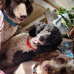 Poodle All Grown Up from Gypsy Moon's Legacy