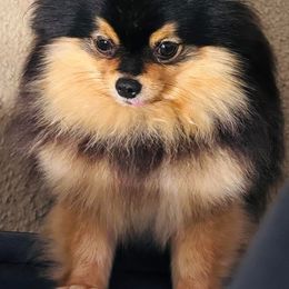 Jazzy - Pomeranian