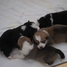 Pembroke Welsh Corgi puppies from Mountain Maryland Corgis
