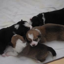 Pembroke Welsh Corgi puppies from Mountain Maryland Corgis