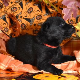 Pink Collar Girl - Black female German Shepherd puppy in Oxford, Arkansas from Atlas Shepherds