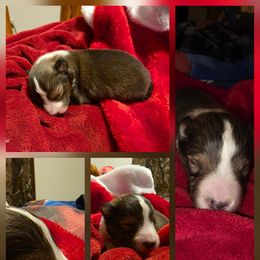 Boy 2 - Sable and white male Shetland Sheepdog puppy in Greenfield, Ohio from Kayla's Shelties