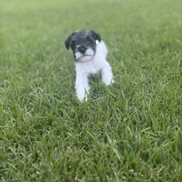Miniature Schnauzer Puppies from Rebecca LeBoeuf