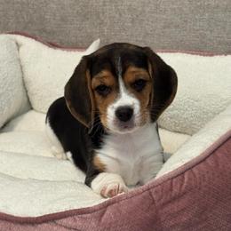 Twinkle - Black tan and white female Beagle puppy in Brownsboro, Texas from Willow Bark Beagles