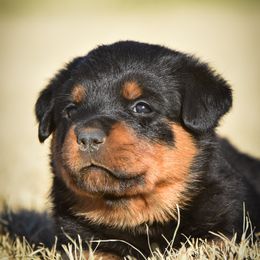 Rottweiler Puppies from Gottlïchen Rottweilers