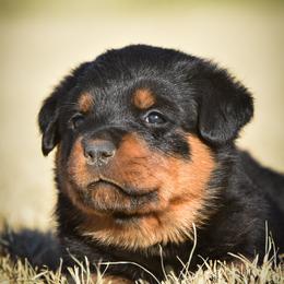 Rottweiler Puppies from Gottlïchen Rottweilers