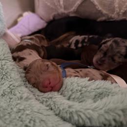 Denim-5000 - Dapple male Dachshund puppy in Summerfield, Florida from Dachshundly Perfect