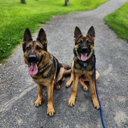 German Shepherd Puppies from Shepherds of the Hundred Acres