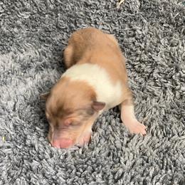 Kelly - Sable merle female Collie puppy in Yulee, Florida from Three Collie Farm