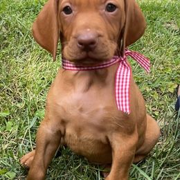 Lisa - Golden rust female Vizsla puppy in Bloomington, Indiana from Envizion