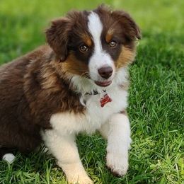 SPARROW - Red Miniature Australian Shepherd puppy in Omak, Washington from Willow Flats Kennels