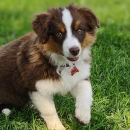 SPARROW - Red Miniature Australian Shepherd puppy in Omak, Washington from Willow Flats Kennels