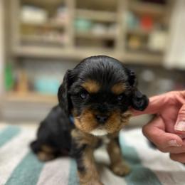 Milo - Black and tan male Cavalier King Charles Spaniel puppy in Oroville, California from Happy Tails Kennel
