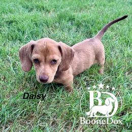 Daisey - Dapple female Dachshund puppy in Lexington, Oklahoma from BooneDox Miniature Dachshunds