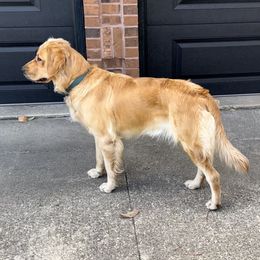 Lila - Golden Retriever