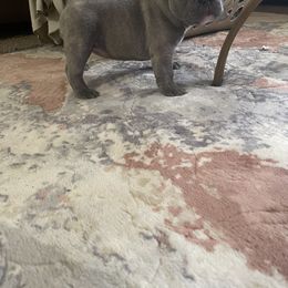 French Bulldog Puppies from Hershe Kennel