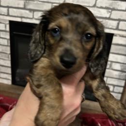 Dachshund Puppies from MI Dachshunds
