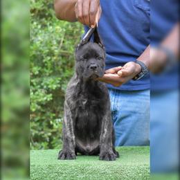 Male 1 - Black brindle male Cane Corso puppy in Willis, Texas from Royal Guardian Cane Corso