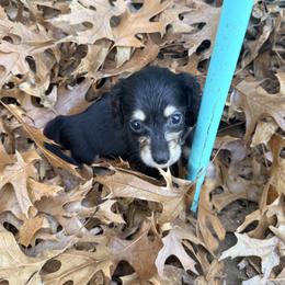 Minnie - Black and cream female Dachshund puppy in Lexington, Oklahoma from BooneDox Miniature Dachshunds