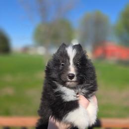 Bi Black Boy 2 - Black and white male Shetland Sheepdog puppy in Lenox, Iowa from Crossroad shelties