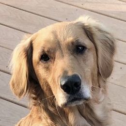 Malibu  - Golden Retriever
