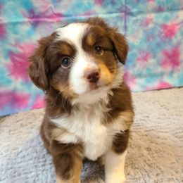 Australian Shepherds, Miniature Australian Shepherds, and Toy Australian Shepherds from Hippie Dog Haven