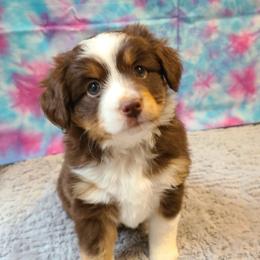 Australian Shepherds, Miniature Australian Shepherds, and Toy Australian Shepherds from Hippie Dog Haven