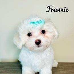 Maltese puppies from Paw Perfect Pets