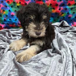 Snickers - Liver male Miniature Schnauzer puppy in Neosho, Missouri from Cooley's Cuddle Pups