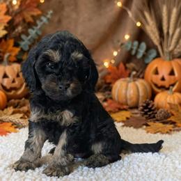 Blitz - Black and tan male Cockapoo puppy in Sparta, Missouri from Sis' Doodles & Poodles